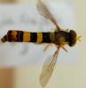 Sphaerophoria scripta